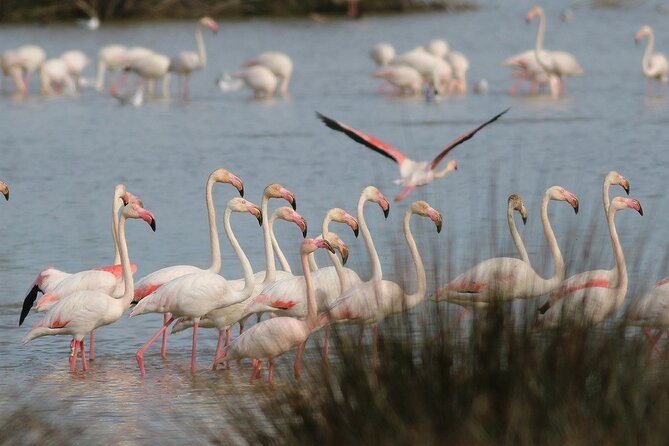 Birdwatching Private Tour at Fascinating Salgados Lagoon - Rui the guide: why 30 years changes what you notice
