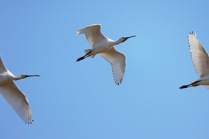 Birdwatching Private Tour at Fascinating Salgados Lagoon - Private tour energy: up to 6 people, no wasted attention
