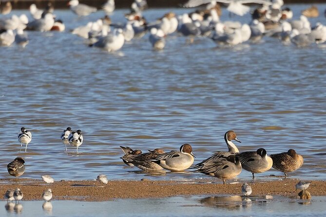 Birdwatching Private Tour at Fascinating Salgados Lagoon - Price and value: $125.10 per group, ticket included