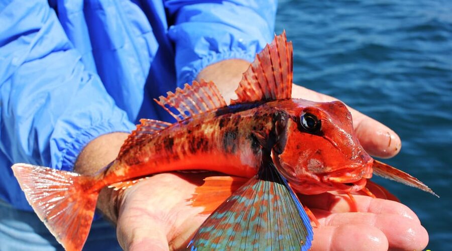 Bottom Fishing Lagos - Safety, comfort, and small practical tips