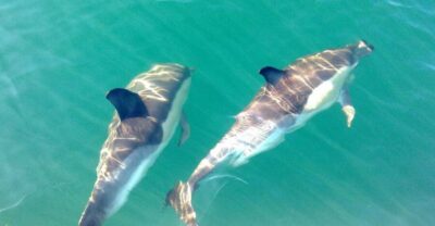 Cabanas de Tavira: Dolphin Watching Boat Tour