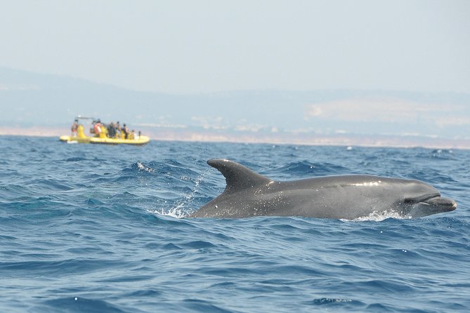 Caves and Dolphin Watching Cruise from Albufeira - What’s Included for the Price, and What Costs Extra