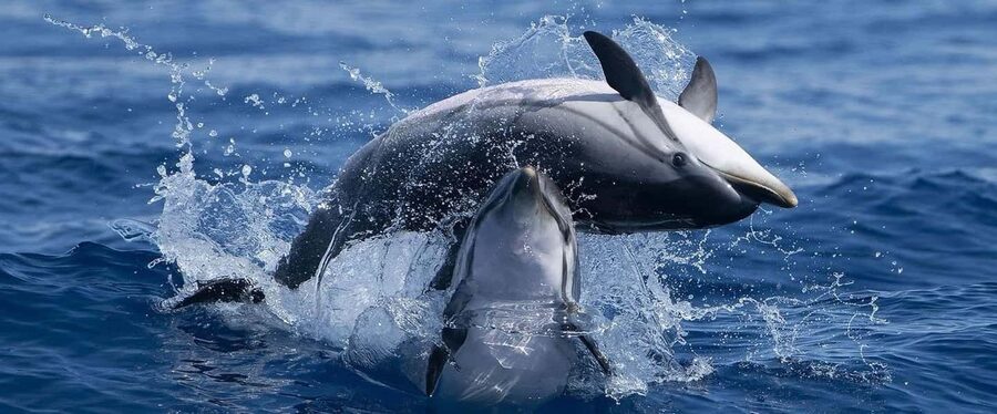 Caves & Dolphins - Combined Trip - How Dolphin Watching Feels, With a 95% Sighting Rate