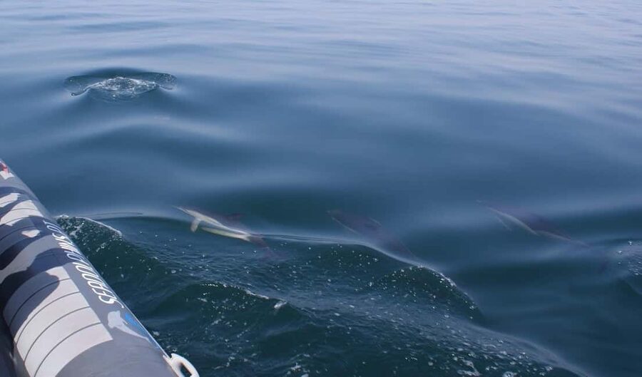 Caves & Dolphins - Combined Trip - Who Should Book This Trip, Based on the Rules and Real Fit