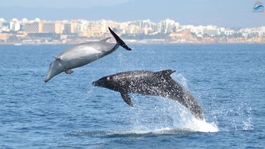 Caves & Dolphins - Combined Trip - On-Board Comfort: Plan for No Food, and Bring the Right Mindset