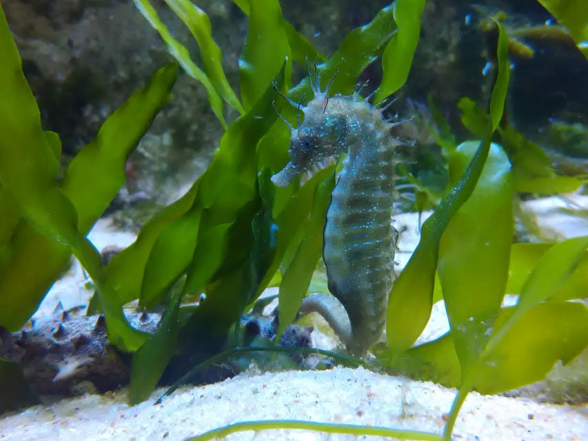 CCVAlgarve Family Ticket | 2 adults + Children - The day’s core: two aquariums, one tropical, one Ria Formosa