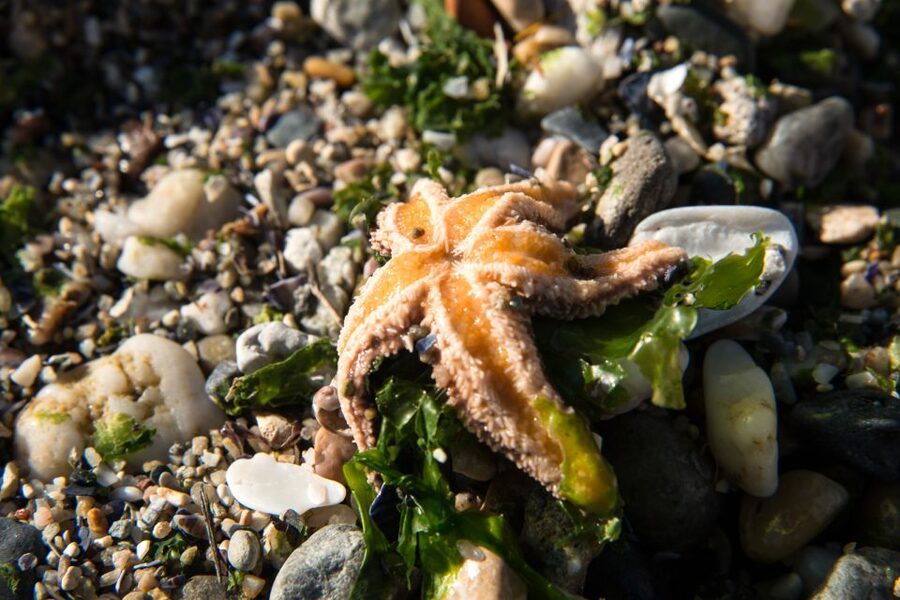 CCVAlgarve Individual Ticket - The Ria Formosa Learning Zones: Nature With a Clear Purpose