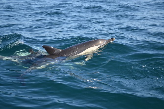 Cheapest Family Friendly Boat Trip From Vilamoura Algarve - Small group and English: what the format means for your comfort