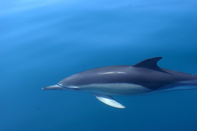 Cheapest Family Friendly Boat Trip From Vilamoura Algarve - Price and value: is $47.32 a good deal in Vilamoura?