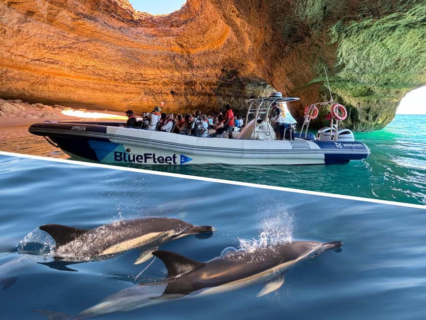 Combo: Benagil & Dolphins Boat Tour w/ Marine Biologists - Dolphin watching with marine biologists in the open Atlantic