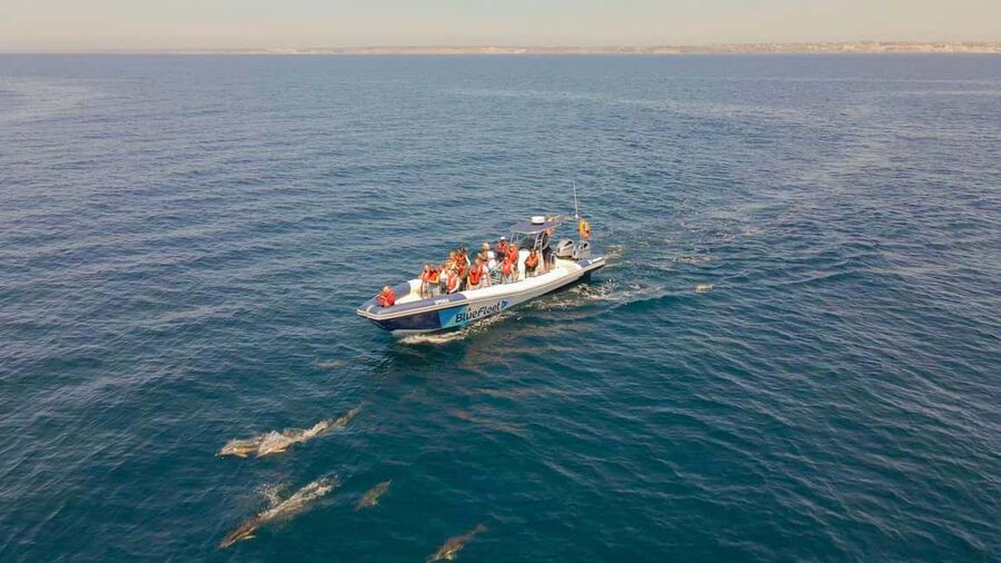 Combo: Benagil & Dolphins Boat Tour w/ Marine Biologists - What you learn about marine life on board