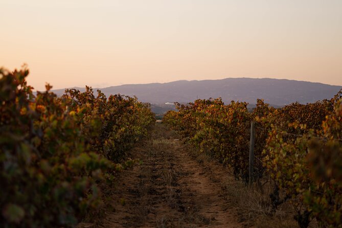 Dinner at the Vineyards in Lagoa - Why This Lagoa Vineyard Dinner Feels Worth Your Evening