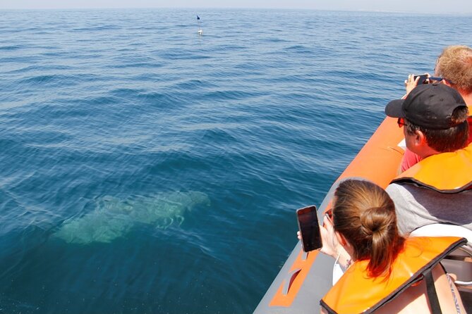 Dolphin and Whale Watching in Lagos - Lagos Atlantic RIB Ride: What the 11:30 Start Really Means