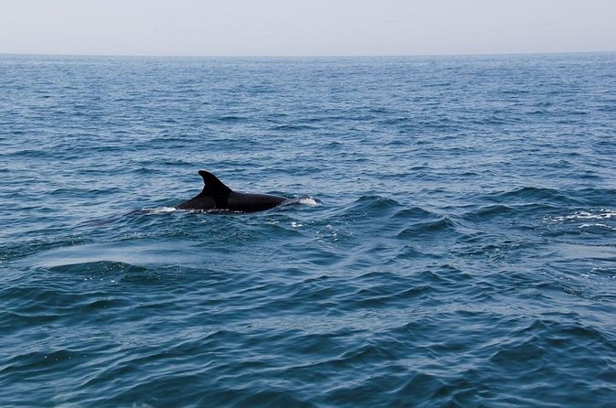 Dolphin and Whale Watching in Lagos - Wildlife Timing Reality Check: When Sightings Are Brief