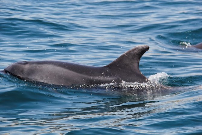 Dolphin and Whale Watching in Lagos - Duration and Route Logic: Why 1 Hour 30 Minutes Works