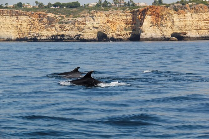 Dolphin and Whale Watching in Lagos - Who This Tour Fits Best (And Who Might Want Another Option)