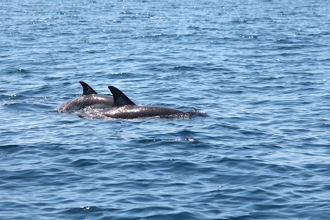 Dolphin Discovery - Portimão speedboat: why the small-group setup matters