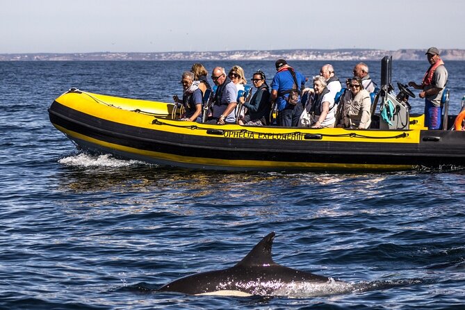 Dolphin Discovery - Dolphin-spotting with an expert skipper: what to watch for