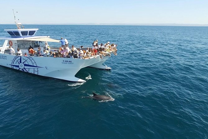 Dolphin Quest & Marine Life Search - AIMM-trained marine guides and the questions you can ask