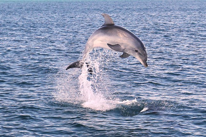 Dolphin Quest & Marine Life Search - Algarve coastline search: how the crew finds dolphins