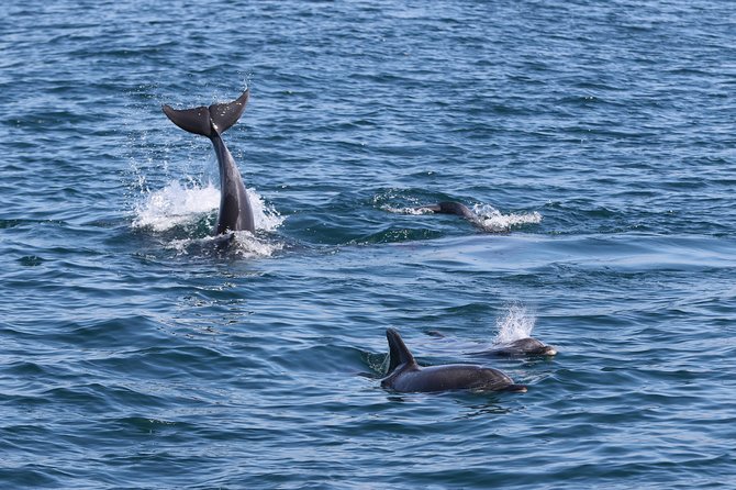 Dolphin Quest & Marine Life Search - Dolphin sightings, baby shark moments, and what to expect