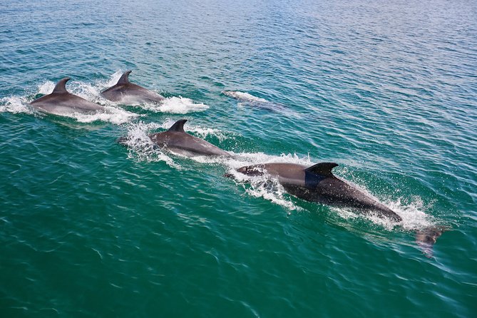 Dolphin Quest & Marine Life Search - Value and price: why $43.02 can make sense in the Algarve