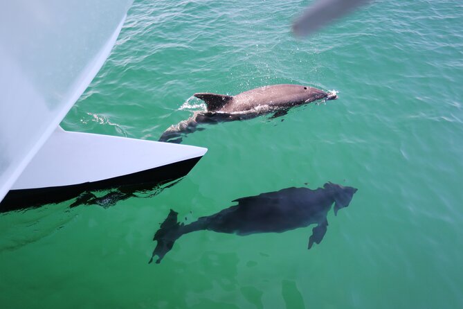Dolphin Quest & Marine Life Search - Who this Dolphin Quest is best for, and who should think twice