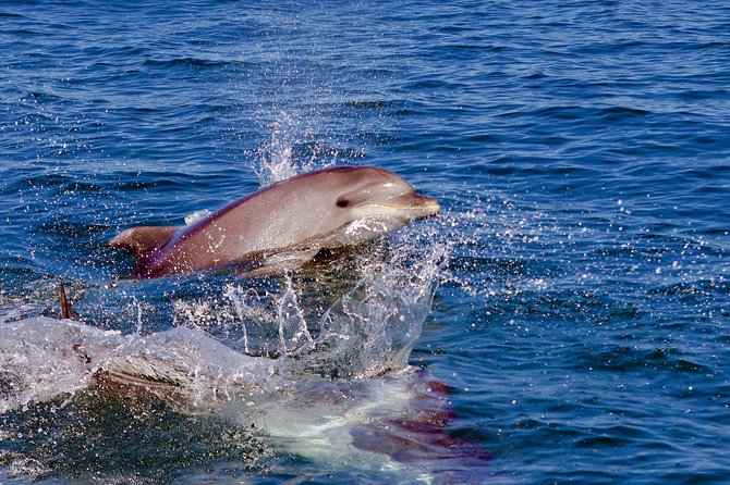 Dolphin Quest & Marine Life Search - Should you book Dolphin Quest & Marine Life Search?
