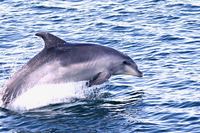 Dolphin Quest & Marine Life Search - FAQ