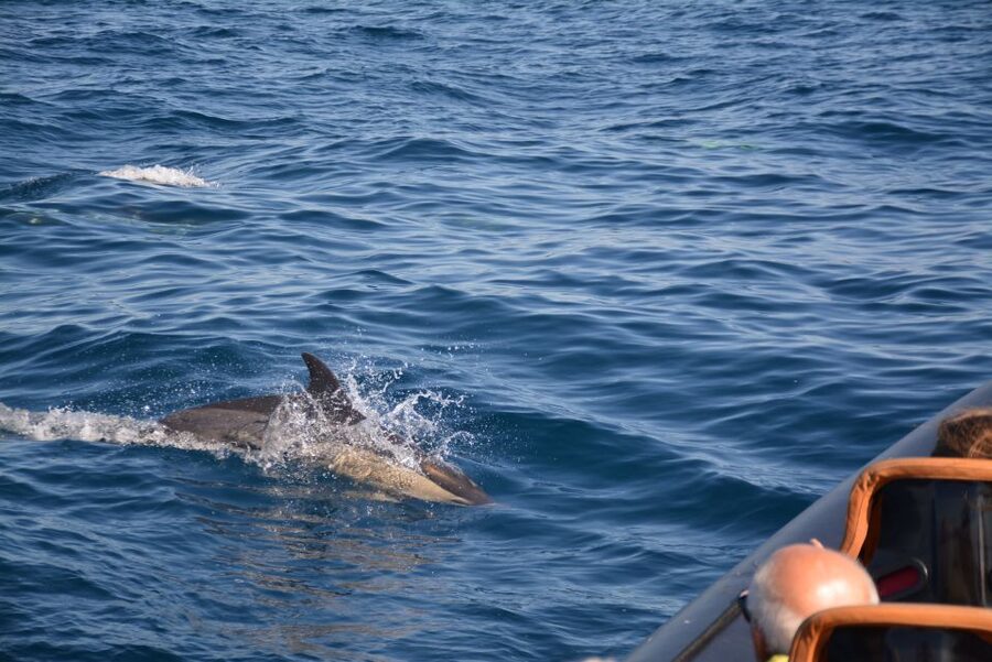 Dolphin Safari and Cave Tour in Vilamoura - What the 2 hours feels like: timing, boat type, and pace