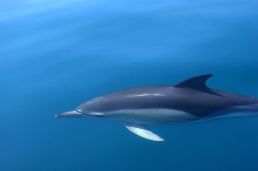 Dolphin Safari and Cave Tour in Vilamoura - Guides onboard: what they do for you (and why it matters)