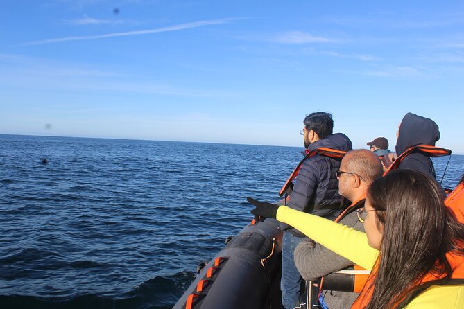 Dolphin Watching + 2 Islands Tour - From Faro - Faro boat day: why this route works