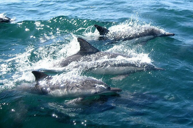 Dolphin Watching + 2 Islands Tour - From Faro - Wildlife odds and how to maximize your chances
