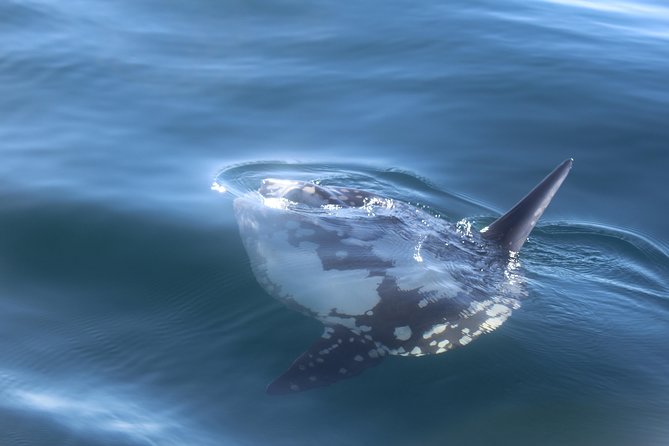 Dolphin Watching + 2 Islands Tour - From Faro - Guides and ecology talk: getting more value from the day