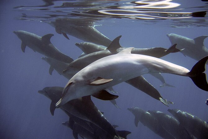 Dolphin Watching + 2 Islands Tour - From Faro - Price and value: what $72.59 buys you