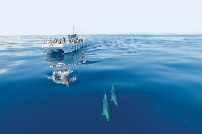 Dolphin Watching and Cave Boat Cruise from Albufeira - What to wear and bring, because spray and cold happen