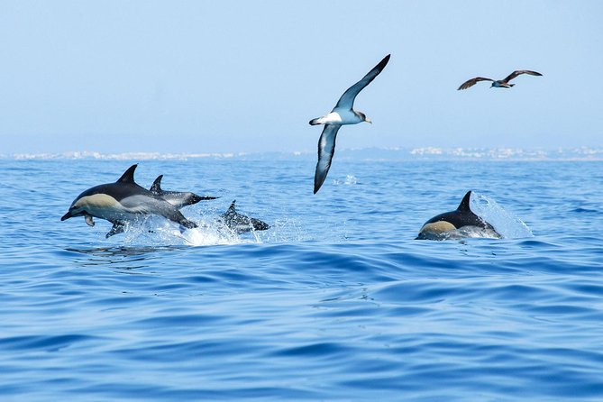 Dolphin Watching and Cave Boat Cruise from Albufeira - Price and value: what you get for around $35