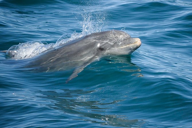 Dolphin Watching and Cave Boat Cruise from Albufeira - Wildlife rules: how dolphin sightings work here