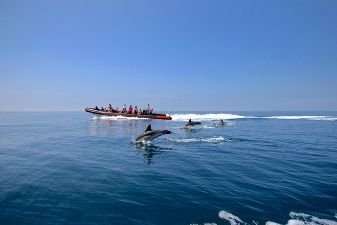 Dolphin Watching and Cave Tour from Vilamoura - The Boat Ride: Comfort, Speed, and What That Means for Your Trip