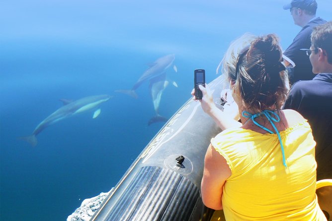 Dolphin Watching and Cave Tour from Vilamoura - The 2-Hour Timing Reality Check (and How to Make It Work)