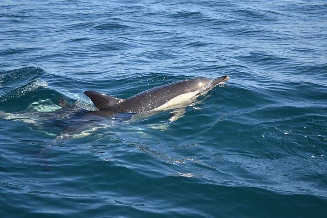 Dolphin Watching and Cave Tour from Vilamoura - Who This Tour Suits Best in Your Algarve Plan