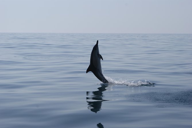 Dolphin Watching and Cave Tour from Vilamoura - Should You Book This Dolphin Watching and Cave Tour from Vilamoura?