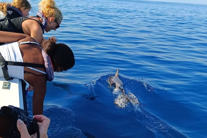 Dolphin Watching from Faro - From Cais das Portas do Mar to the Ria Formosa channels
