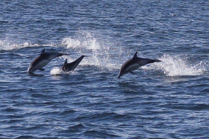 Dolphin Watching from Faro - The return cruise: tides make the Faro viewpoint feel new