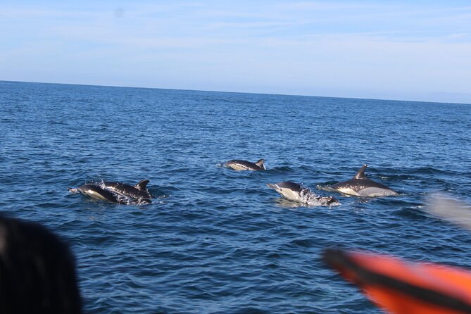 Dolphin Watching from Faro - Price and value at around $60 per person