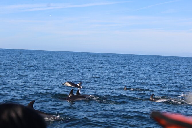 Dolphin Watching from Faro - What the 2.5 hours feels like in real life
