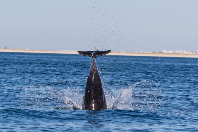 Dolphin Watching from Fuzeta - The 8:00 am Plan from Passeios Ria Formosa