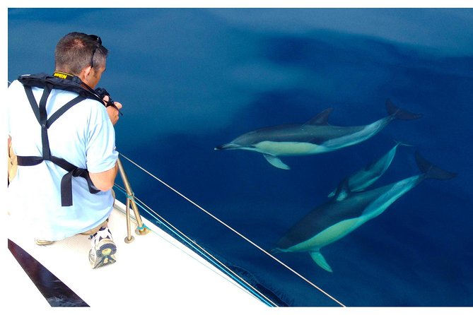 Dolphin Watching from Fuzeta - What You Might See (Yes, Dolphins), and What’s Realistic