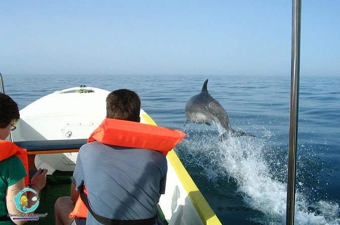 Dolphin Watching from Fuzeta - The Boat Ride Experience: Smooth vs. Wet and Chilly