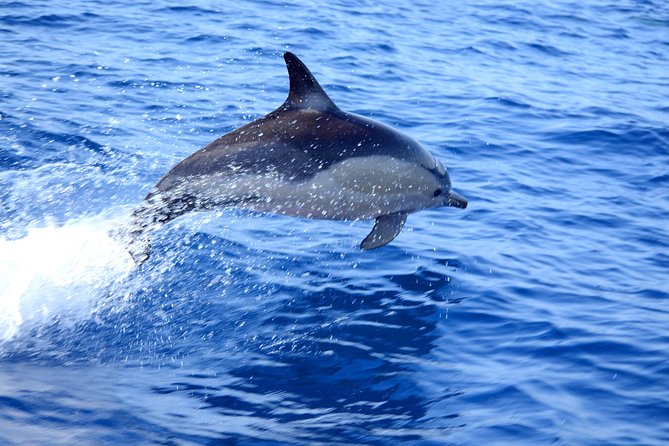 Dolphin Watching from Fuzeta - Guides, Language, and the Fun Part You Usually Get Worth Paying for